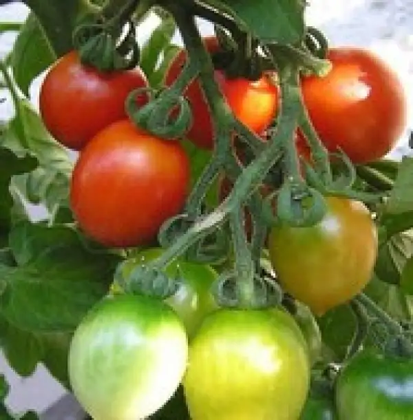 Tomaten: Corbarino