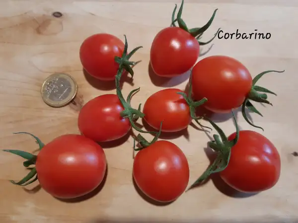 Tomaten: Corbarino