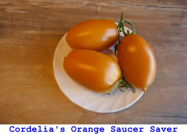 Tomaten: Cordelia’s Orange Saucer Saver