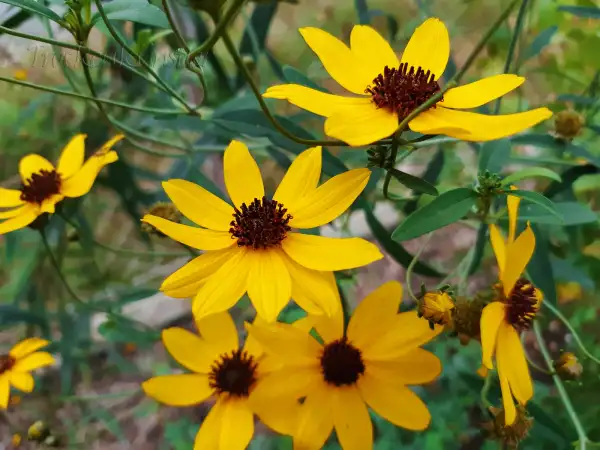 Stauden / Gehölz: Coreopsis tripteris - Tall coreopsis - Hohes Mädchenauge