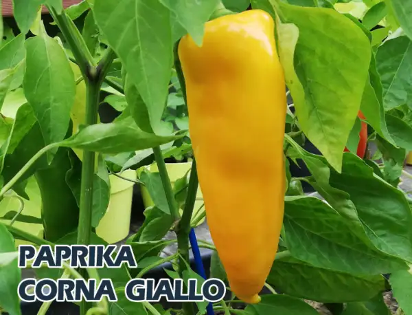 Paprika: Corna Giallo