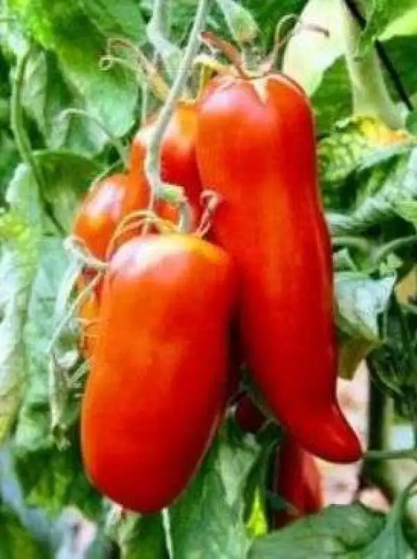 Tomaten: Corne de Belier