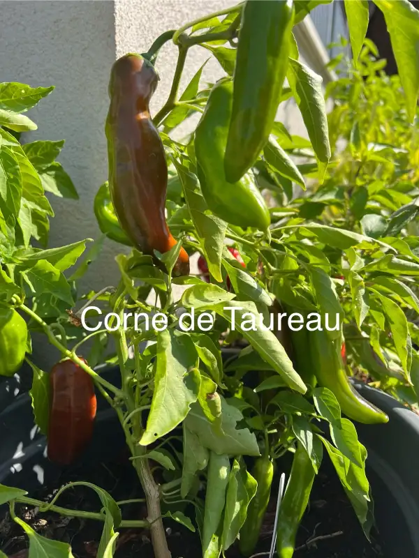 Chili / Paprika: Corne de Taureau