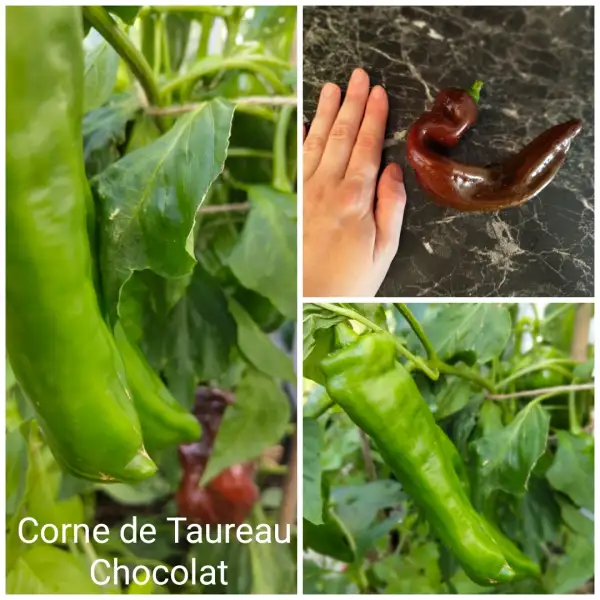 Chili / Paprika: Corne de Taureau Chocolat Paprika