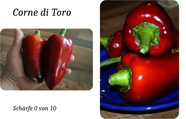 Chili / Paprika: Corne di Torro