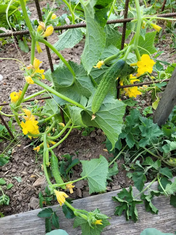 Gurken: Cornichons de Bourbonne