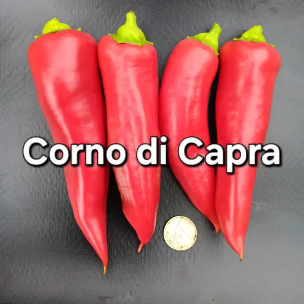 Chili / Paprika: Corno di Capra