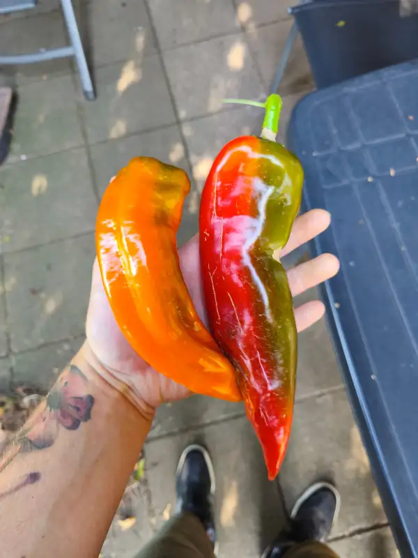 Chili / Paprika: Corno di toro rosso