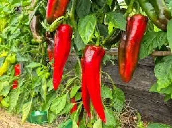 Chili / Paprika: Corno di Toro rot