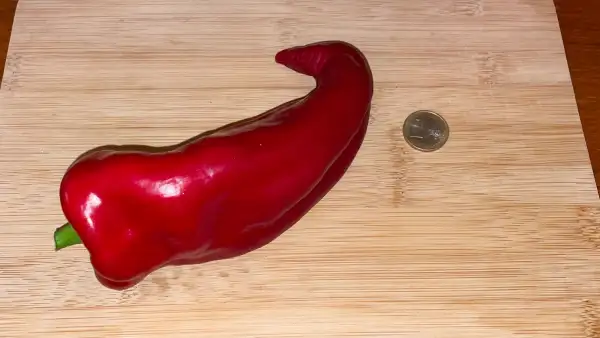 Paprika: Corno di torro rosso