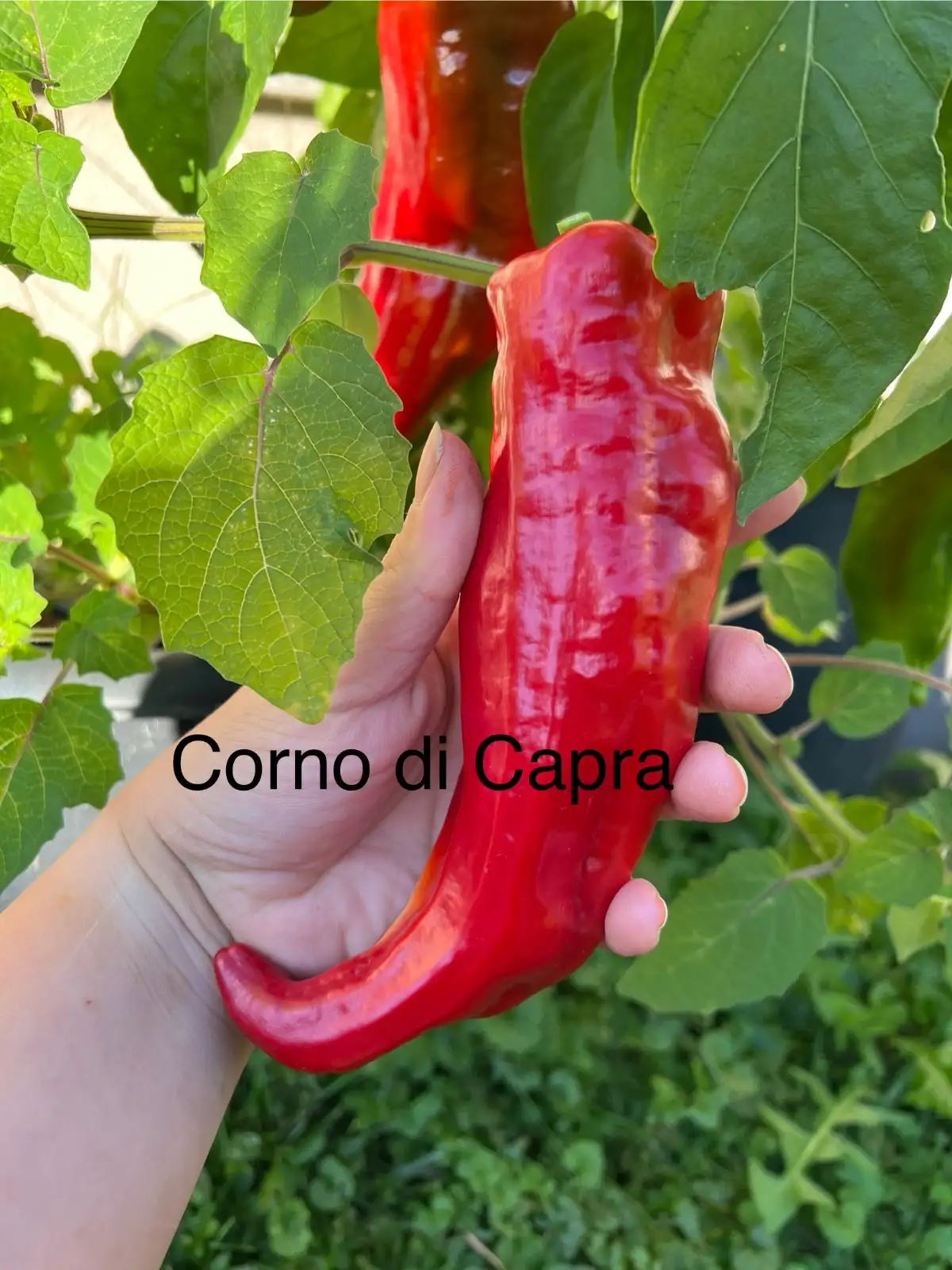 Chili / Paprika: Corno die Capra