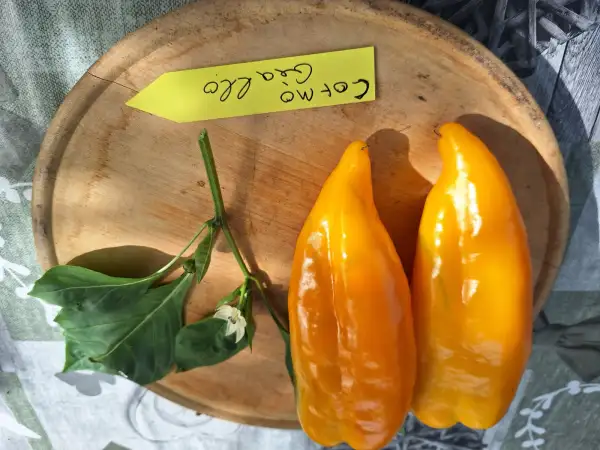 Chili / Paprika: Corno Giallo - Paprika