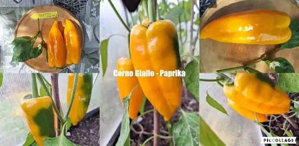 Chili / Paprika: Corno Giallo - Paprika