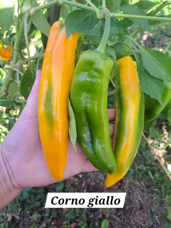 Chili / Paprika: Corno Giallo