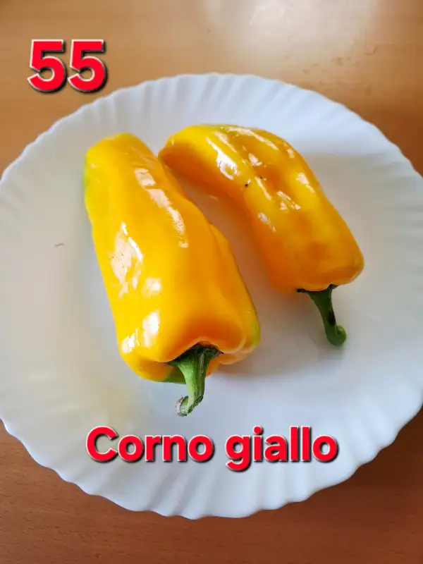 Chili / Paprika: Corno Giallo