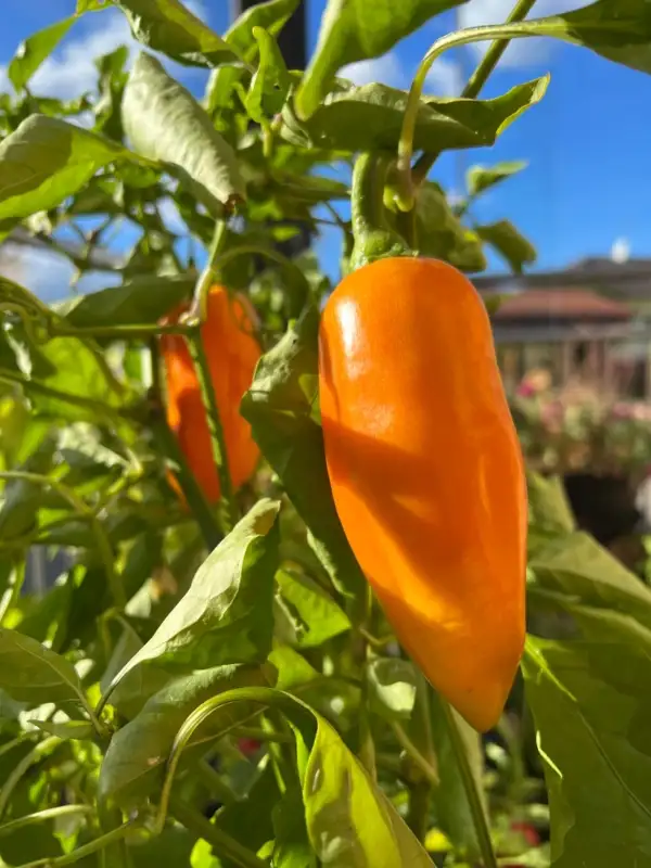 Chili / Paprika: Corno Giallo