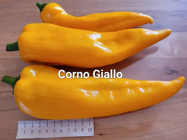 Chili / Paprika: Corno Giallo	Spitzpaprika	90cm	gelb