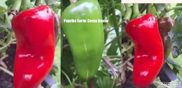 Chili / Paprika: Corno Rosso - Paprika