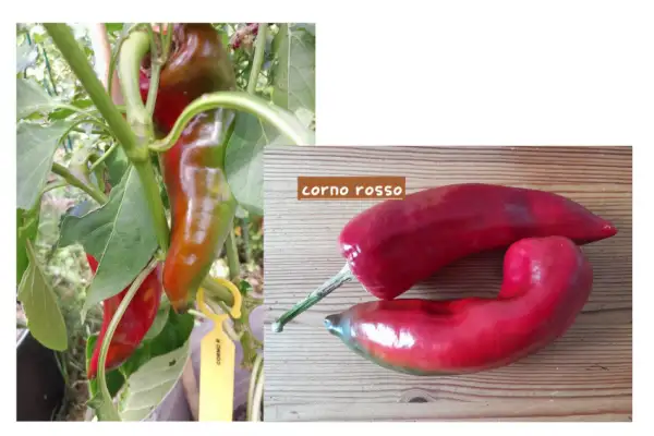 Paprika: Corno Rosso