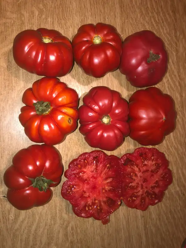 Tomaten: Corum Kirmizisi