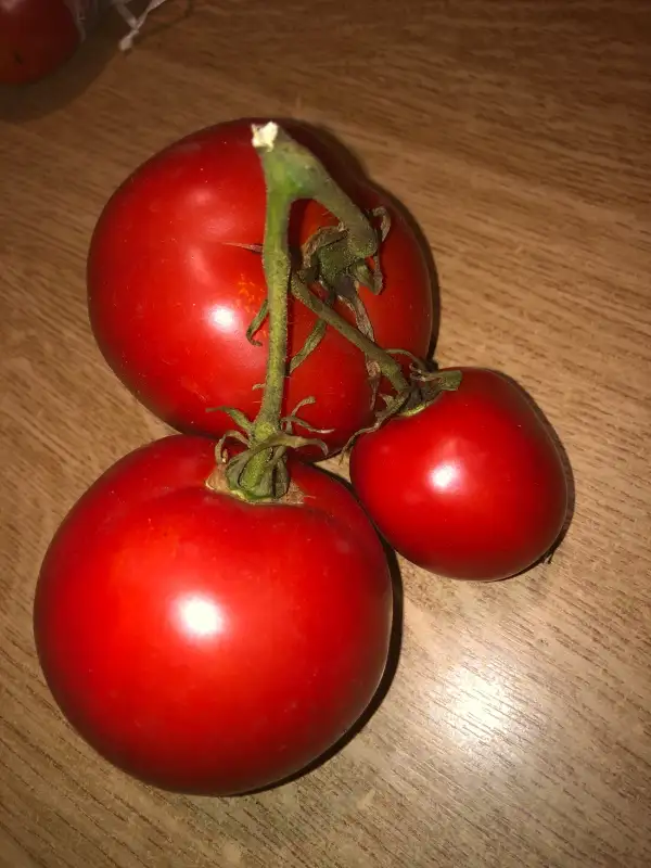 Tomaten: Coserene