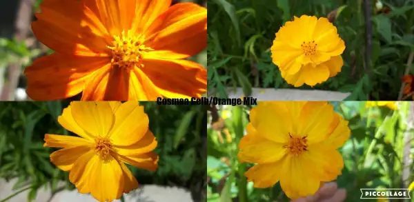 Blumen: Cosmea - Mischung Gelb/Orange