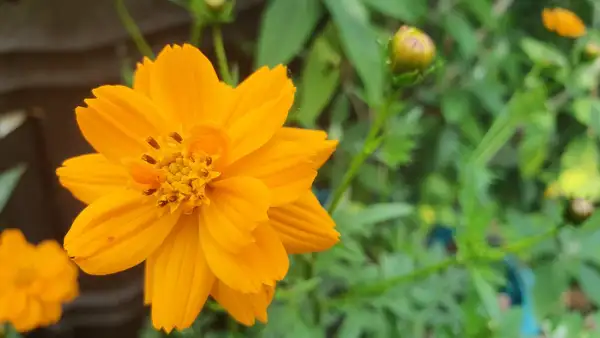 Blumen: Cosmea - Mischung Gelb/Orange