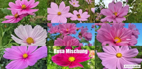 Blumen: Cosmea - Mischung Rosa mix