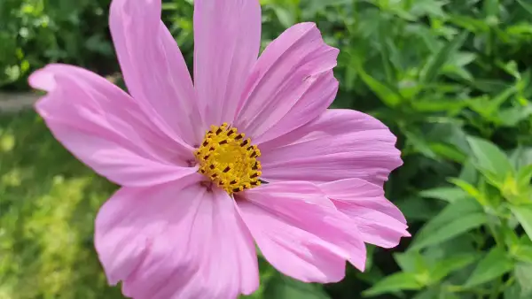 Blumen: Cosmea - Mischung Rosa mix