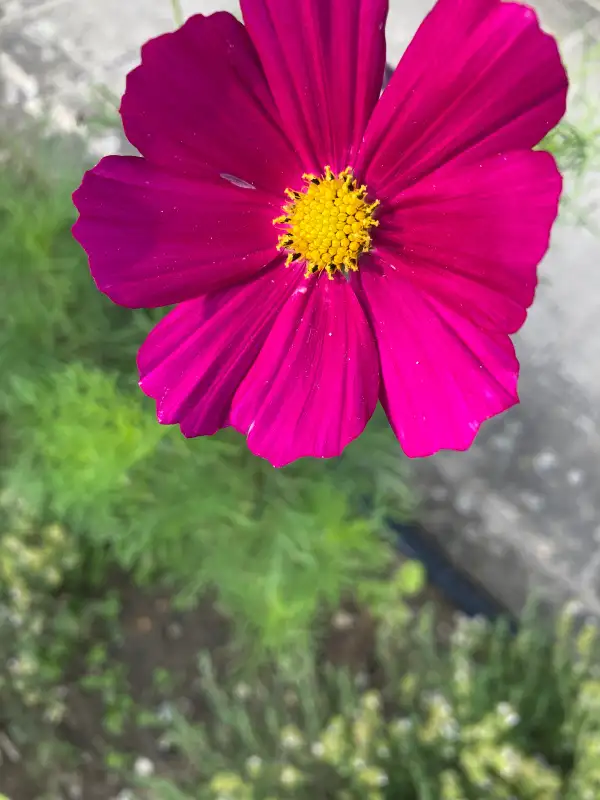 Blumen: Cosmea - Schmuckkörbchen pink