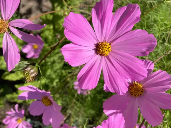 Blumen: Cosmea - Schmuckkörbchen rosa