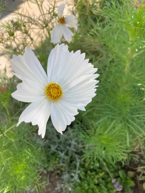 Blumen: Cosmea - Schmuckkörbchen weiß