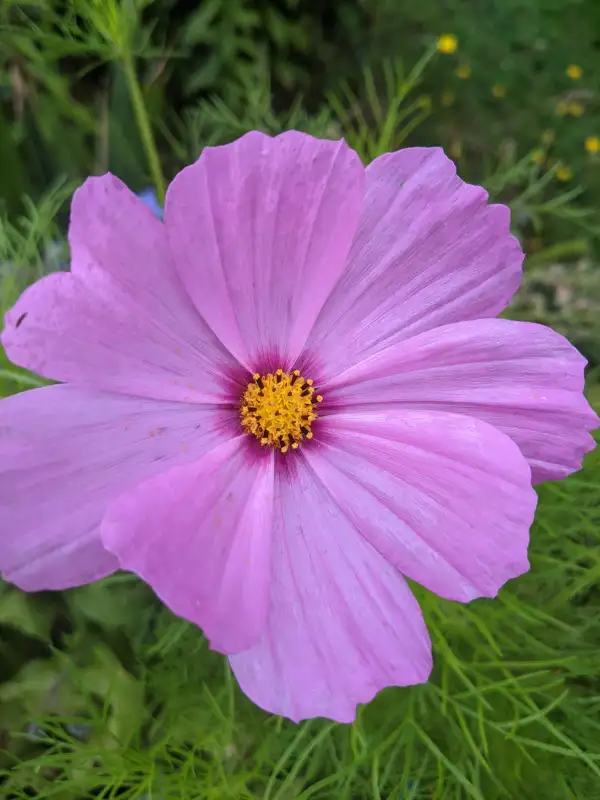 Blumen: Cosmea