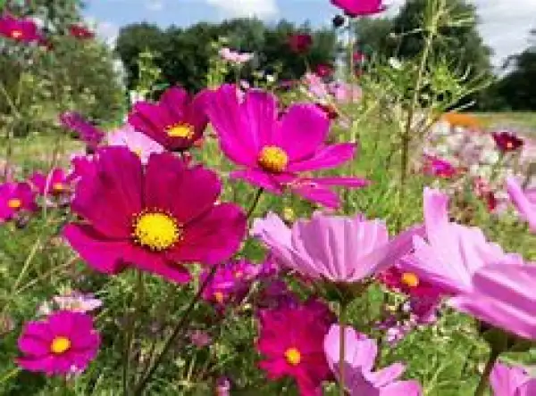 Blumen: Cosmea