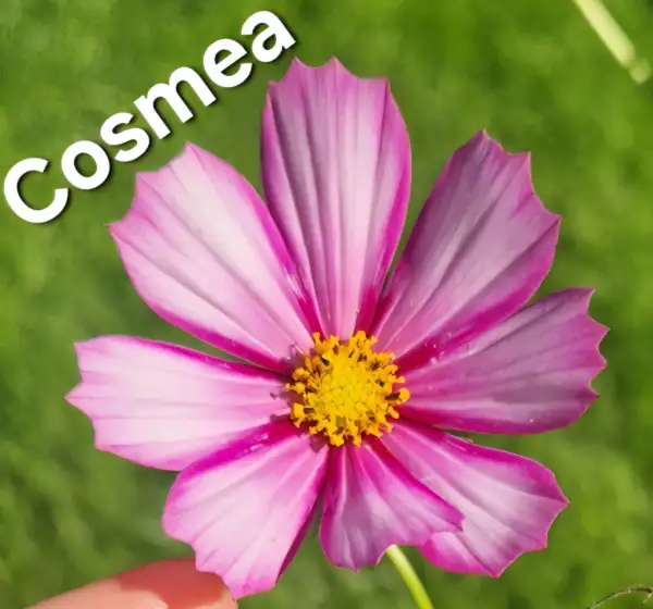 Blumen: Cosmea