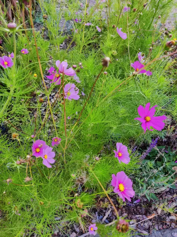 Blumen: Cosmea