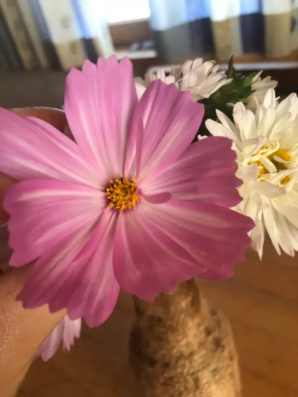 Blumen: Cosmea Candy Striped