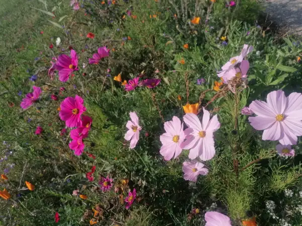 Blumen: Cosmea Mischung hell und dunkelrosa
