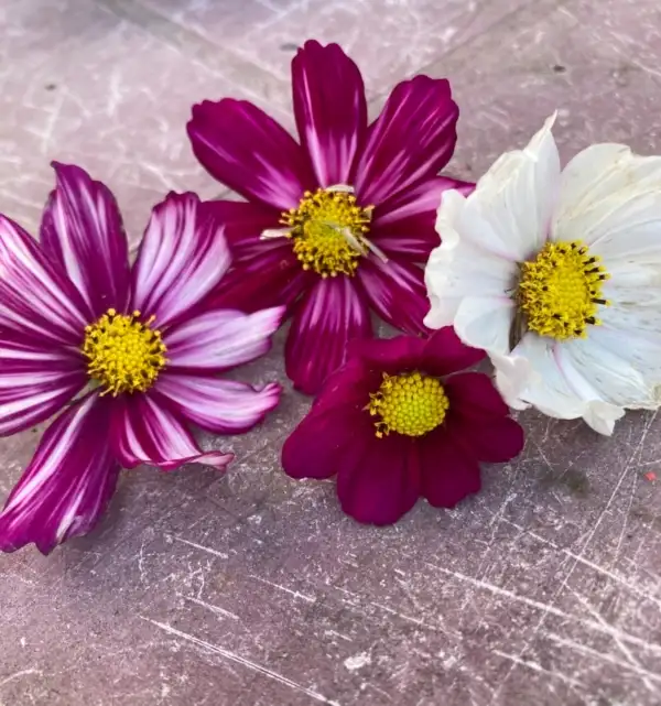 Blumen: Cosmea Mix