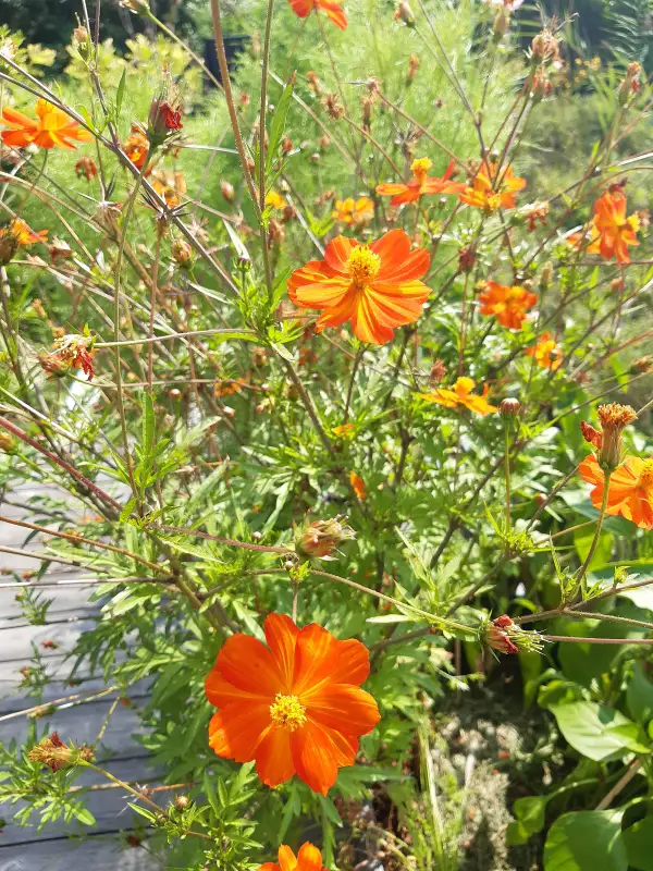 Blumen: Cosmea orange