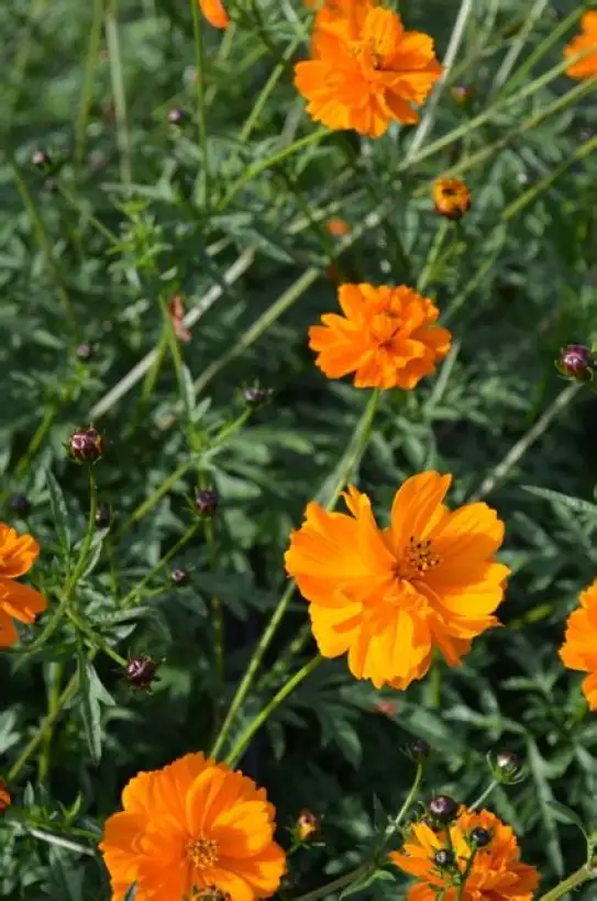 Blumen: Cosmea, orange
