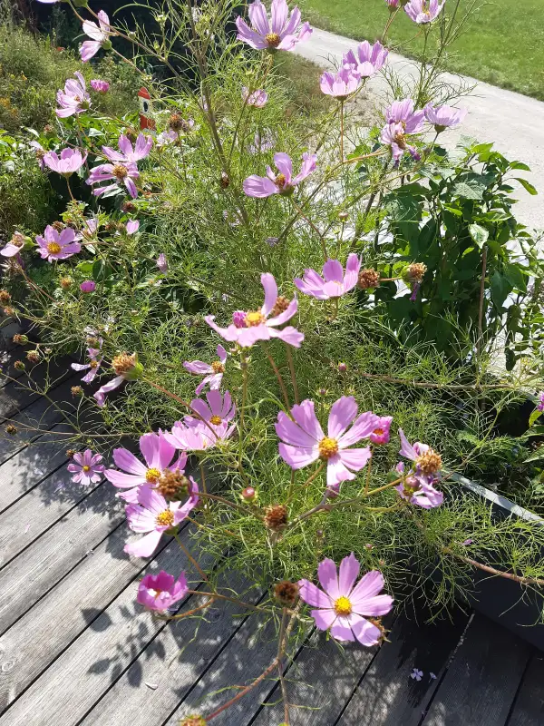 Blumen: Cosmea rosa