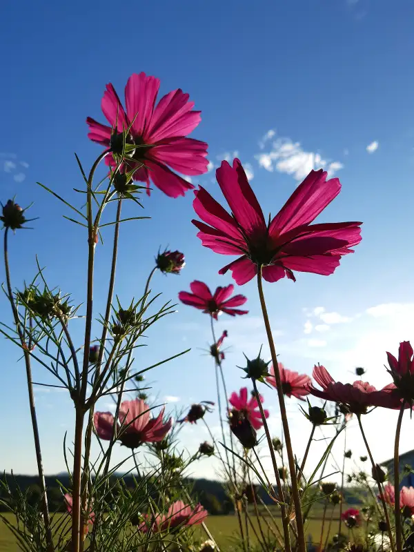 Blumen: Cosmea Rubenza