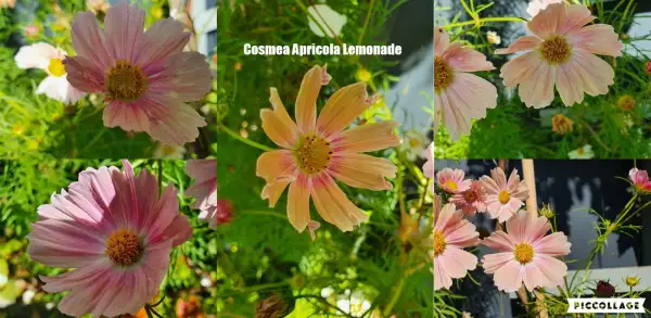 Blumen: Cosmea/Schmuckkörbchen - Apricola Lemonade