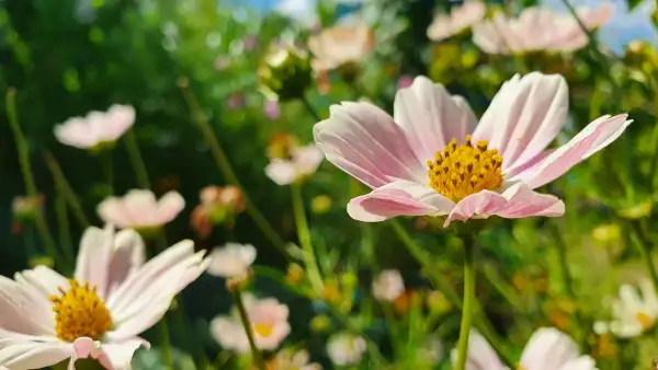 Blumen: Cosmea/Schmuckkörbchen - Apricola Lemonade