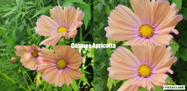 Blumen: Cosmea/Schmuckkörbchen - Apricotta