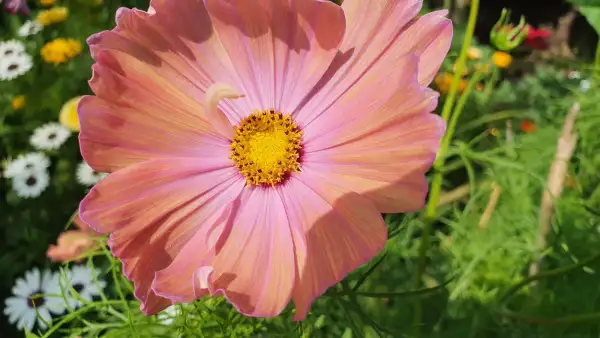 Blumen: Cosmea/Schmuckkörbchen - Apricotta