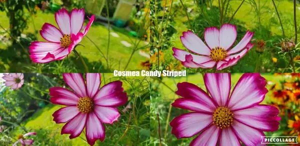 Blumen: Cosmea/Schmuckkörbchen - Candy Striped