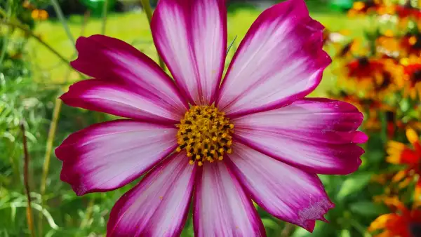 Blumen: Cosmea/Schmuckkörbchen - Candy Striped