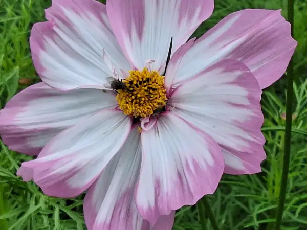 Blumen: Cosmea/Schmuckkörbchen - Capriola